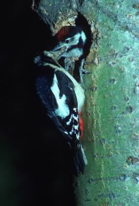 Picchio rosso maggiore (Dendrocopus major).De Agostini Picture Library/L. Andena Picchio rosso maggiore (Dendrocopus major).De Agostini Picture Library/L. Andena