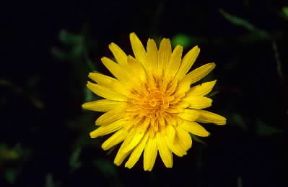 Senecio . Fiore di una pianta della famiglia Asteracee. De Agostini Picture Library/A. De Gregorio Senecio . Fiore di una pianta della famiglia Asteracee. De Agostini Picture Library/A. De Gregorio