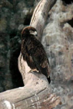 Aquila. Un esemplare di aquila minore (Hieraëtus pennatus).De Agostini Picture Library/A. Calegari Aquila. Un esemplare di aquila minore (Hieraëtus pennatus).De Agostini Picture Library/A. Calegari