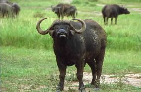 Bufalo (Syncerus caffer caffer).De Agostini Picture Library/F. Galardi Bufalo (Syncerus caffer caffer).De Agostini Picture Library/F. Galardi