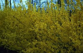 Forsizia (Forsythia intermedia).De Agostini Picture Library/E. Bertaggia Forsizia (Forsythia intermedia).De Agostini Picture Library/E. Bertaggia