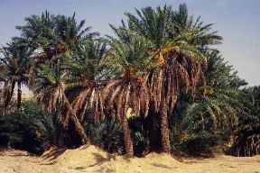Oasi . La fertile oasi di Tozeur in Tunisia.De Agostini Picture Library/G. Barone Oasi . La fertile oasi di Tozeur in Tunisia.De Agostini Picture Library/G. Barone