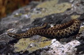 Vipera aspide (Vipera aspis). Il suo veleno è talvolta mortale.De Agostini Picture Library/G. Roli Vipera aspide (Vipera aspis). Il suo veleno è talvolta mortale.De Agostini Picture Library/G. Roli
