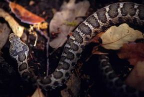 Vipera aspide (Vipera aspis). L'animale si nutre soprattutto di piccoli roditori, anfibi e lucertole.De Agostini Picture Library/G. Roli Vipera aspide (Vipera aspis). L'animale si nutre soprattutto di piccoli roditori, anfibi e lucertole.De Agostini Picture Library/G. Roli