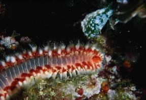 Anellidi. Hermodice carunculata.De Agostini Picture Library/P. Donnini Anellidi. Hermodice carunculata.De Agostini Picture Library/P. Donnini