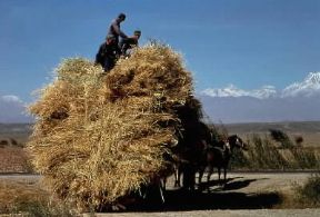 Asia. Raccolta di grano a Xin Jiang in Cina.De Agostini Picture Library/C. Sauvageot Asia. Raccolta di grano a Xin Jiang in Cina.De Agostini Picture Library/C. Sauvageot