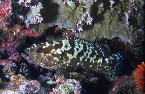 Cernia. Esemplare di Epinephelus guaza.De Agostini Picture Library/Duba Cernia. Esemplare di Epinephelus guaza.De Agostini Picture Library/Duba