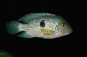 Ciclidi. Geophagus brasiliensis.De Agostini Picture Library/A. Calegari Ciclidi. Geophagus brasiliensis.De Agostini Picture Library/A. Calegari