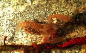 Crostacei. Alpheus dentipes.De Agostini Picture Library / Giunta
