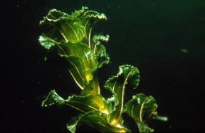 Elodea . Esemplare di Helodea canadensis.De Agostini Picture Library/P. Donnini
