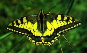 Farfalla. Papilio machaon con i tipici prolungamenti delle ali posteriori.De Agostini Picture Library/E. Bertaggia Farfalla. Papilio machaon con i tipici prolungamenti delle ali posteriori.De Agostini Picture Library/E. Bertaggia