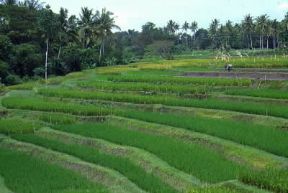 Indonesia . Terrazzamento di una risaia nell'isola di Bali.De Agostini Picture Library/M. Bertinetti Indonesia . Terrazzamento di una risaia nell'isola di Bali.De Agostini Picture Library/M. Bertinetti