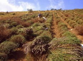 Liguria. Raccolta della lavanda a Pietrabruna, nel territorio di Imperia.De Agostini Picture Library/S. Prato Liguria. Raccolta della lavanda a Pietrabruna, nel territorio di Imperia.De Agostini Picture Library/S. Prato