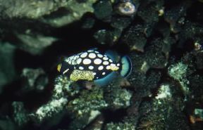Pesce balestra (Balistoides conspicillum).De Agostini Picture Library/A. Calegari Pesce balestra (Balistoides conspicillum).De Agostini Picture Library/A. Calegari