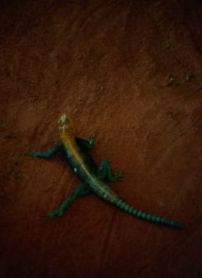 Agama comune (Agama agama).De Agostini Picture Library/F. Galardi Agama comune (Agama agama).De Agostini Picture Library/F. Galardi