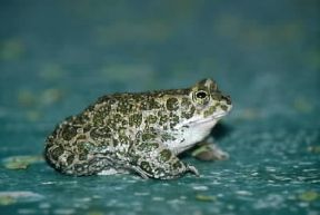 Anfibi. Rospo smeraldino (Bufo viridis ).De Agostini Picture Library/A. Calegari Anfibi. Rospo smeraldino (Bufo viridis ).De Agostini Picture Library/A. Calegari