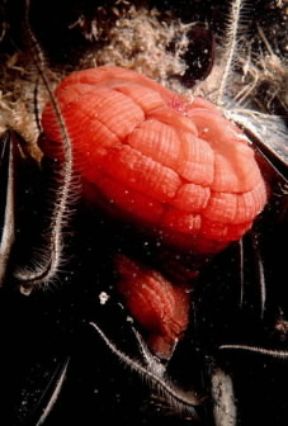 Attiniari. Esemplare di Actinia equina in contrazione.De Agostini Picture Library / P. Donnini Attiniari. Esemplare di Actinia equina in contrazione.De Agostini Picture Library / P. Donnini