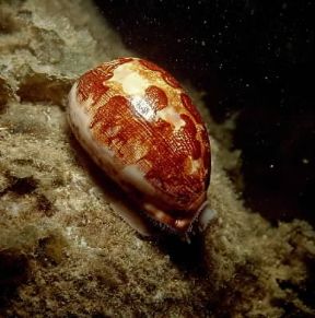 Ciprea (Cypraea matta).De Agostini Picture Library/C. Rives Ciprea (Cypraea matta).De Agostini Picture Library/C. Rives