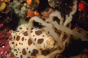 Gasteropodi. Esemplare di Peltodoris atromaculata mentre depone le uova.De Agostini Picture Library/P. Donnini Gasteropodi. Esemplare di Peltodoris atromaculata mentre depone le uova.De Agostini Picture Library/P. Donnini