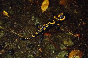Salamandra. De Agostini Picture Library / M. Giovanoli Salamandra. De Agostini Picture Library / M. Giovanoli