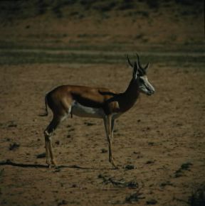 Antidorcas. Antidorcas marsupialis.De Agostini Picture Library/P.Jaccod Antidorcas. Antidorcas marsupialis.De Agostini Picture Library/P.Jaccod