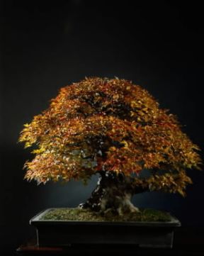 Bonsai . Acero di 150 anni coltivato in miniatura con l'antica tecnica giapponese.De Agostini Picture Library/G. Nimatallah Bonsai . Acero di 150 anni coltivato in miniatura con l'antica tecnica giapponese.De Agostini Picture Library/G. Nimatallah