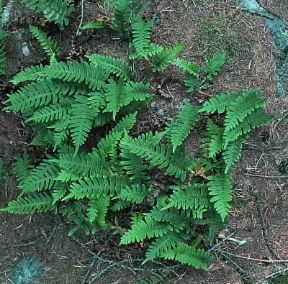 Felce . Piante di Polypodium vulgare.De Agostini Picture Library/P. Jaccod Felce . Piante di Polypodium vulgare.De Agostini Picture Library/P. Jaccod
