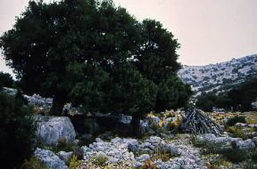 Ginepro. Esemplare di Juniperus communis.De Agostini Picture Library/G. Porcu Ginepro. Esemplare di Juniperus communis.De Agostini Picture Library/G. Porcu