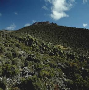 Kilimangiaro. Una veduta del monte Seneci, che raggiunge quota 3800 m.De Agostini Picture Library/P. Jaccod Kilimangiaro. Una veduta del monte Seneci, che raggiunge quota 3800 m.De Agostini Picture Library/P. Jaccod