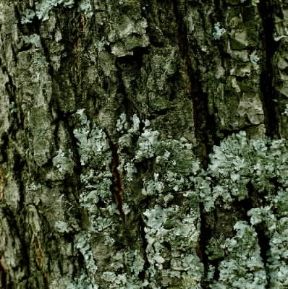 Lichene sulla corteccia di un albero.De Agostini Picture Library/P. Jaccod Lichene sulla corteccia di un albero.De Agostini Picture Library/P. Jaccod