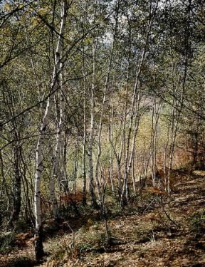 Betulla . Bosco di betulle.De Agostini Picture Library/2 P Betulla . Bosco di betulle.De Agostini Picture Library/2 P