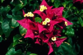 Bougainvillea .De Agostini Picture Library/C. Galasso