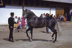 Cavallo. Un esemplare andaluso.De Agostini Picture Library/S. Vannini Cavallo. Un esemplare andaluso.De Agostini Picture Library/S. Vannini