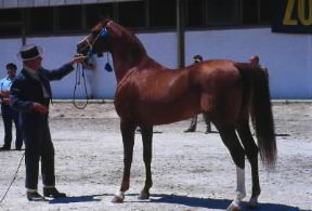 Cavallo arabo. Un esemplare di cavallo arabo.De Agostini Picture Library/S. Vannini Cavallo arabo. Un esemplare di cavallo arabo.De Agostini Picture Library/S. Vannini