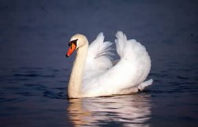 Cigno. Cygnus olor, uno dei cigni più eleganti.De Agostini Picture Library/L. Andena Cigno. Cygnus olor, uno dei cigni più eleganti.De Agostini Picture Library/L. Andena