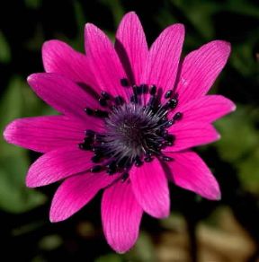 Fiore stella (Anemone hortensis).De Agostini Picture Library/F. Cirillo Fiore stella (Anemone hortensis).De Agostini Picture Library/F. Cirillo