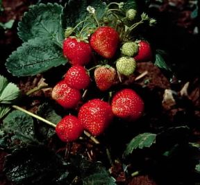 Fragola. De Agostini Picture Library/L. Cretti Fragola. De Agostini Picture Library/L. Cretti