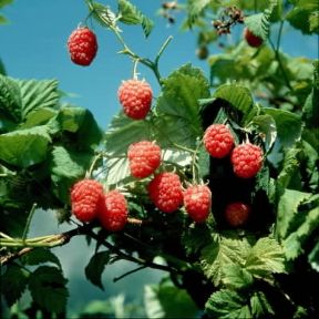 Lampone (Rubus idaeus).De Agostini Picture Library/L. Cretti Lampone (Rubus idaeus).De Agostini Picture Library/L. Cretti