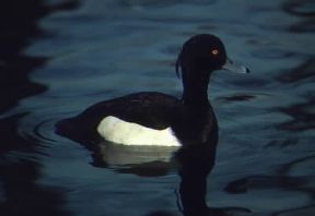 Moretta comune (Aythya fuligula).De Agostini Picture Library / A. Calegari Moretta comune (Aythya fuligula).De Agostini Picture Library / A. Calegari