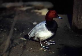 Moriglione (Aythya ferina ).De Agostini Picture Library / C. Galasso