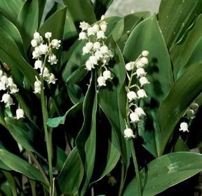 Mughetto (Convallaria majalis).De Agostini Picture Library Mughetto (Convallaria majalis).De Agostini Picture Library