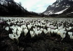 Parco Nazionale . Flora alpina nel Parco Nazionale del Gran Paradiso, in Italia.De Agostini Picture Library/P. Jaccod Parco Nazionale . Flora alpina nel Parco Nazionale del Gran Paradiso, in Italia.De Agostini Picture Library/P. Jaccod