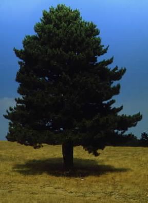Pino laricio (Pinus nigra calabrica).De Agostini Picture Library/A. Tessore Pino laricio (Pinus nigra calabrica).De Agostini Picture Library/A. Tessore