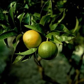 Pompelmo. Frutti di Citrus paradisi o Citrus decumana.De Agostini Picture Library Pompelmo. Frutti di Citrus paradisi o Citrus decumana.De Agostini Picture Library