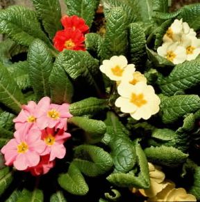 Primula. Fiori di Primula acaulis.De Agostini Picture Library Primula. Fiori di Primula acaulis.De Agostini Picture Library