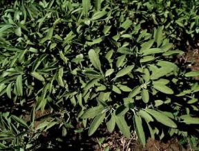 Salvia comune (Salvia officinalis).De Agostini Picture Library