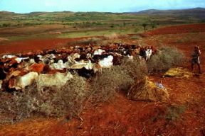 Etiopia. Bovini al pascolo nello Scioa settentrionale.De Agostini Picture Library/A. Tessore Etiopia. Bovini al pascolo nello Scioa settentrionale.De Agostini Picture Library/A. Tessore