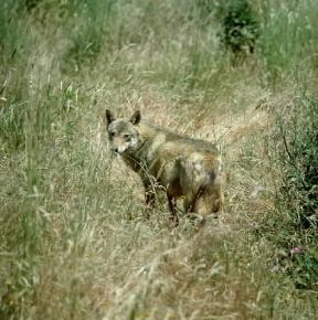 Lupo (Canis lupus).De Agostini Picture Library/P. Jaccod Lupo (Canis lupus).De Agostini Picture Library/P. Jaccod
