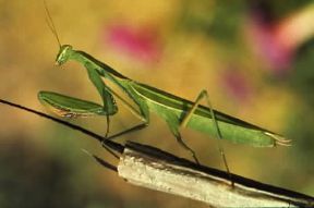 Mantide. Esemplare di Mantis religiosa.De Agostini Picture Library Mantide. Esemplare di Mantis religiosa.De Agostini Picture Library