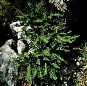 Cedracca (Ceterach officinarum).De Agostini Picture Library/P. Jaccod Cedracca (Ceterach officinarum).De Agostini Picture Library/P. Jaccod